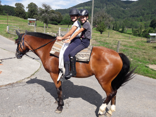 Pferde und Reiten 2019