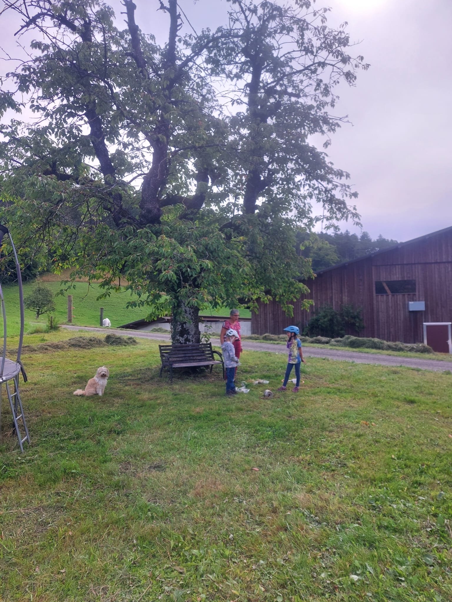 ...lebensfreude pferde...