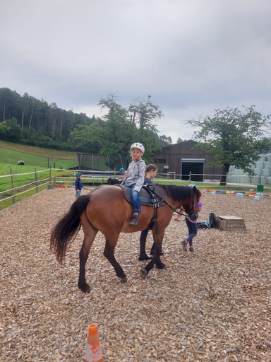 ...lebensfreude pferde...